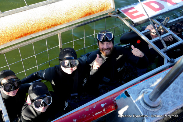 Shark cage diving, South Africa