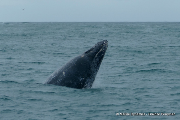 Humpback whale, South Africa