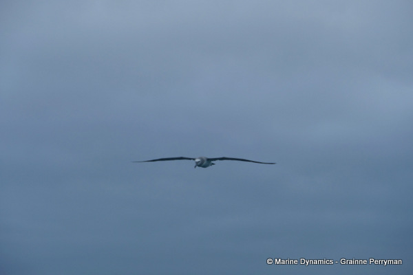 Shy Albatross, South Africa
