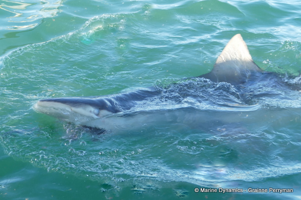 Bronze whaler shark, South Africa