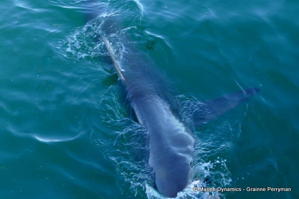 Bronze whaler shark, South Africa