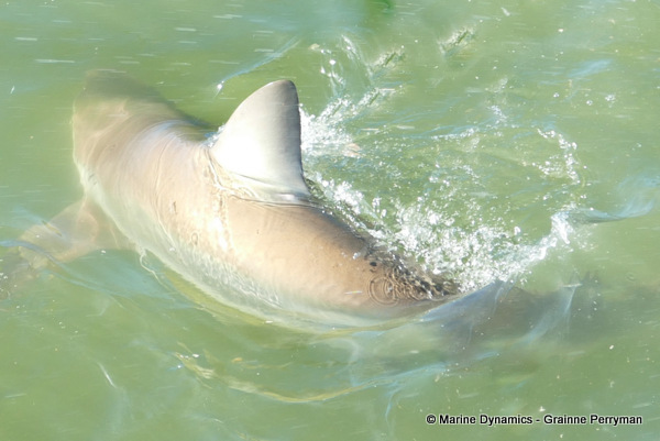 Bronze whaler shark, South Africa