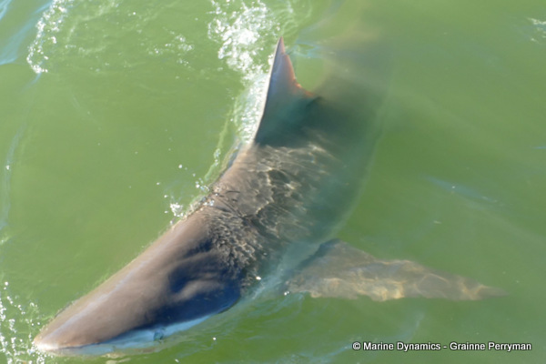 Bronze whaler shark, South Africa