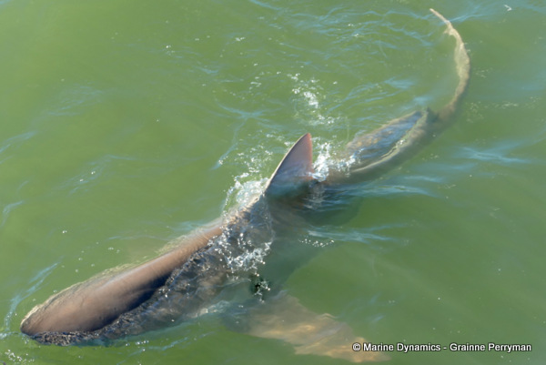 Bronze whaler shark, South Africa