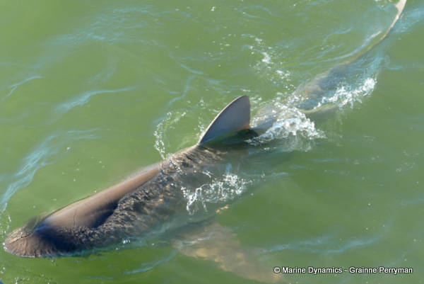 Bronze whaler shark, South Africa