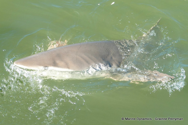 Bronze whaler shark, South Africa