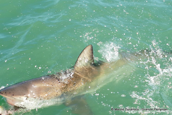 Bronze whaler shark, South Africa