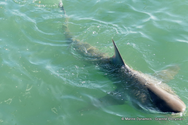 Bronze whaler shark, South Africa