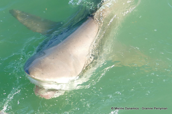 Bronze whaler shark, South Africa