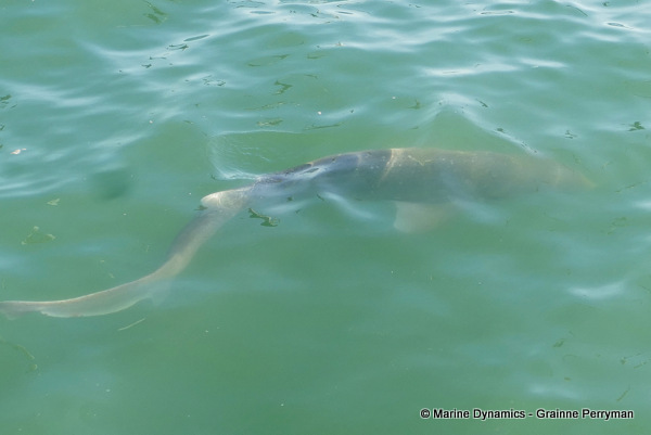Sevengill Cowshark, South Africa