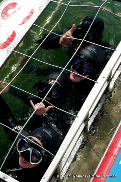 Shark cage diving, South Africa