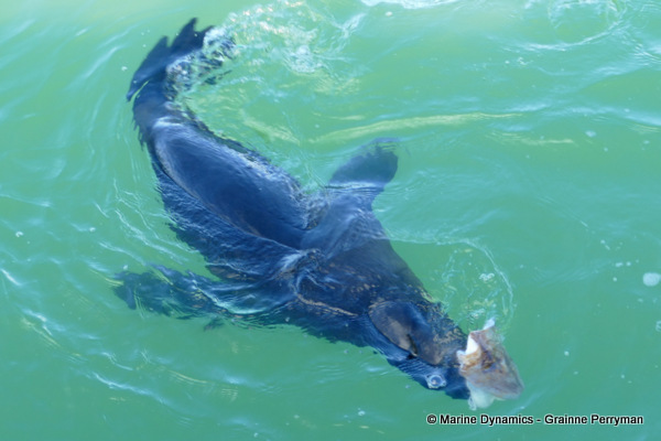 Cape fur seal, South Africa
