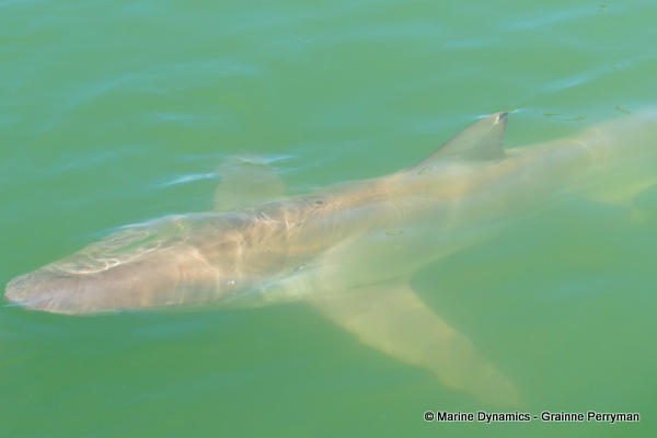 Bronze whaler shark, South Africa