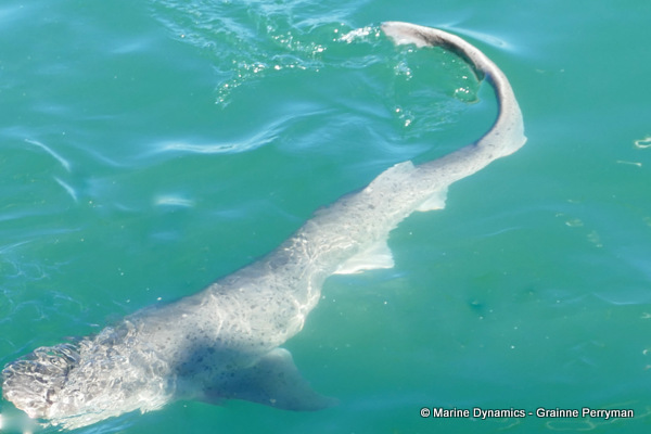 7gill shark, South Africa
