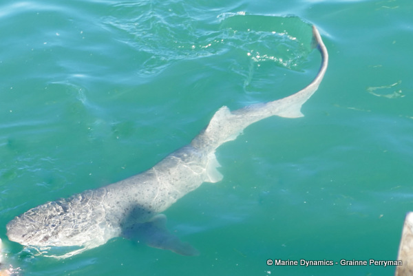 7gill shark, South Africa