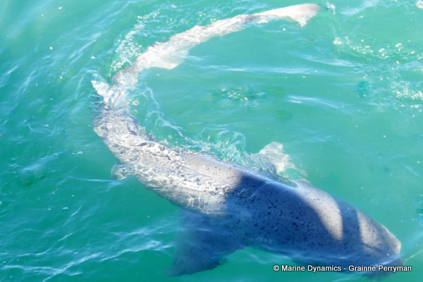 7gill shark, South Africa