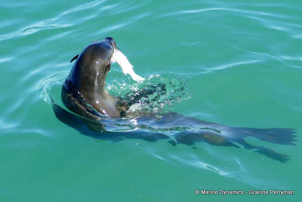 Cape fur seal, South Africa