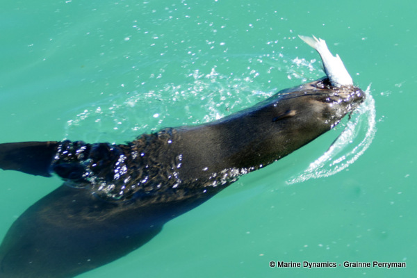 Cape fur seal, South Africa