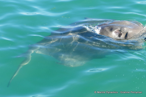 Short-tail stingray, South Africa
