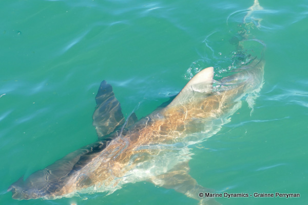 Bronze whaler shark, South Africa
