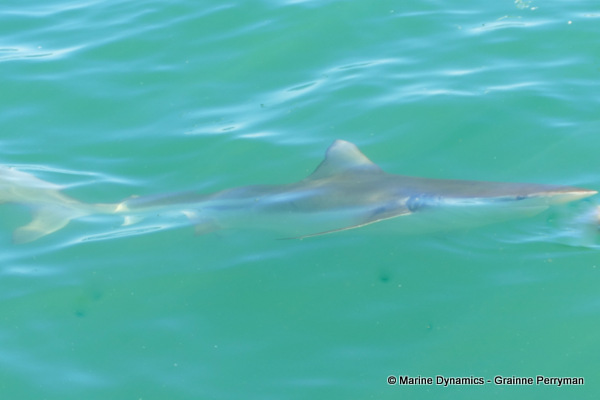 Bronze whaler shark, South Africa