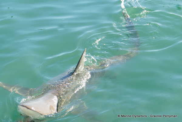 Bronze whaler shark, South Africa