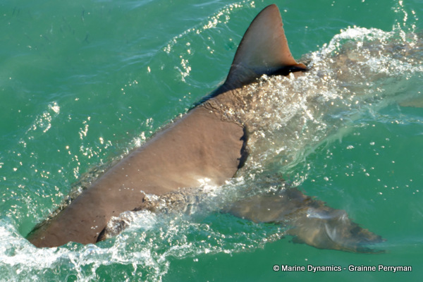 Bronze whaler shark, South Africa