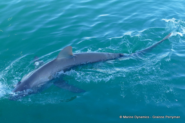 Bronze whaler shark, South Africa