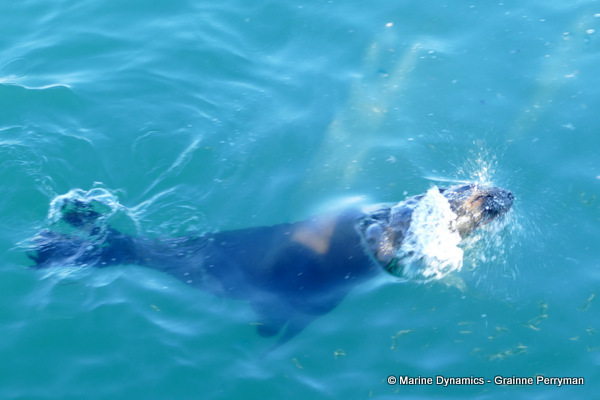 Cape fur seal, South Africa
