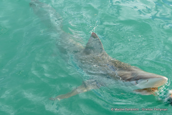 Bronze whaler shark, South Africa