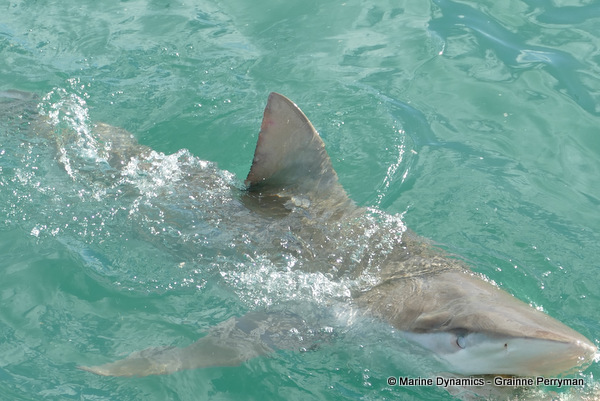 Bronze whaler shark, South Africa