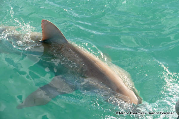 Bronze whaler shark, South Africa
