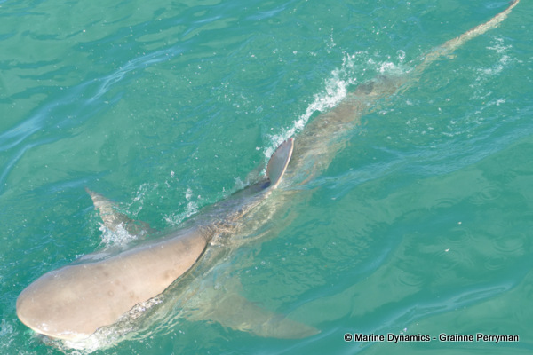 Bronze whaler shark, South Africa