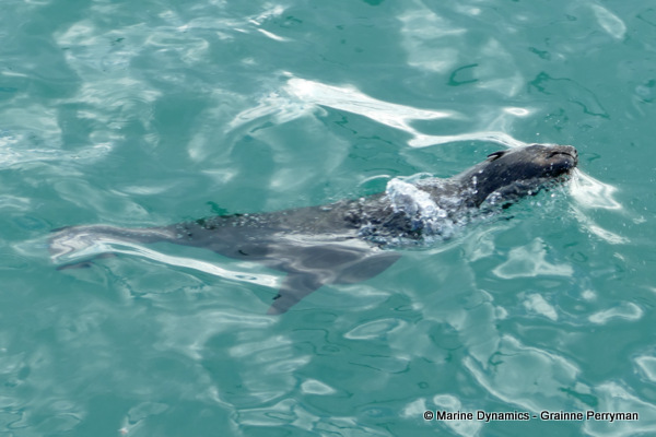 Cape fur seal, South Africa