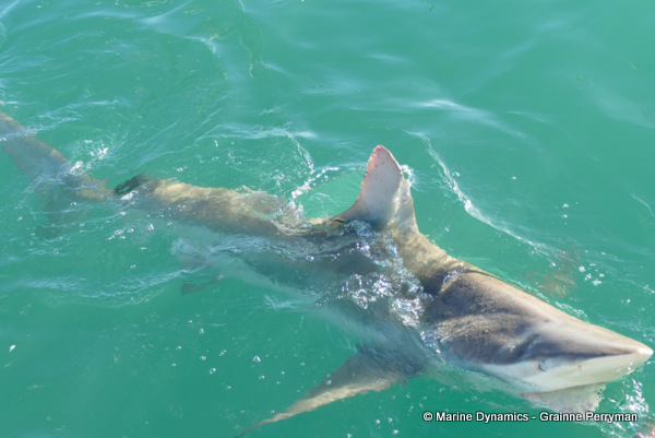 Bronze whaler shark, South Africa