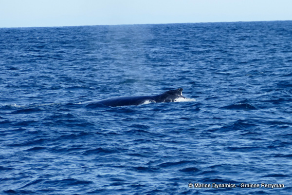 Humpback Whale, South Africa