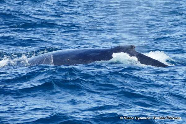 Humpback Whale, South Africa