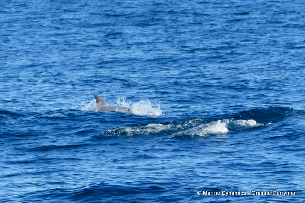 Bottlenose dolphins, South Africa