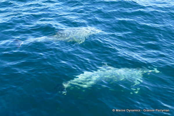 Bottlenose dolphin, South Africa