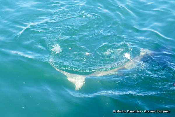 Bronze whaler shark, South Africa