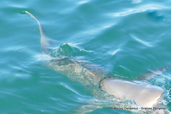 Bronze whaler shark, South Africa