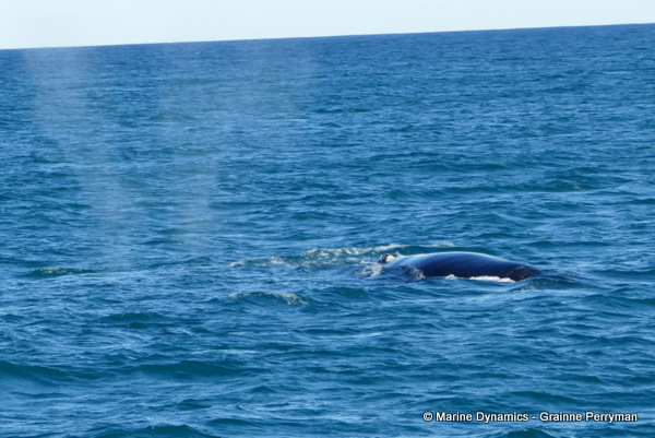 Humpback Whale, South Africa