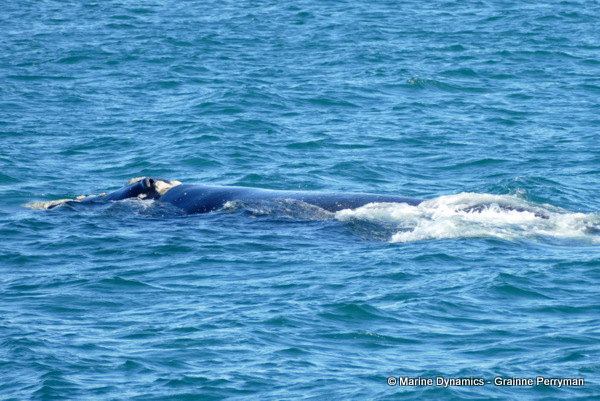 Humpback Whale, South Africa