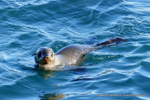 Cape fur seal, South Africa