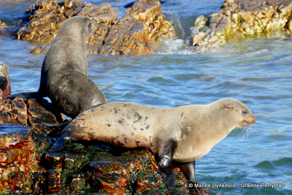 Cape fur seal, South Africa