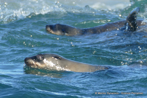 Cape fur seal, South Africa