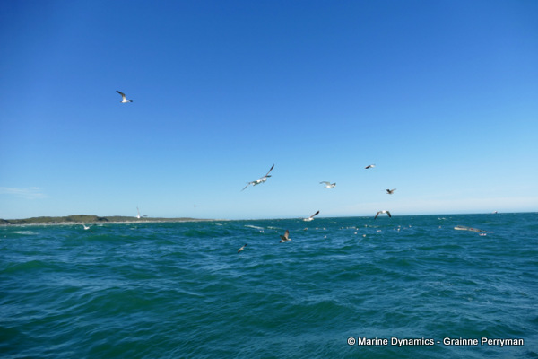 Shark cage diving, South Africa