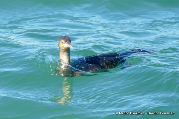 Cormorant, South Africa