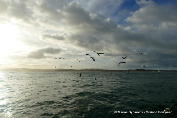 Shark cage diving, South Africa