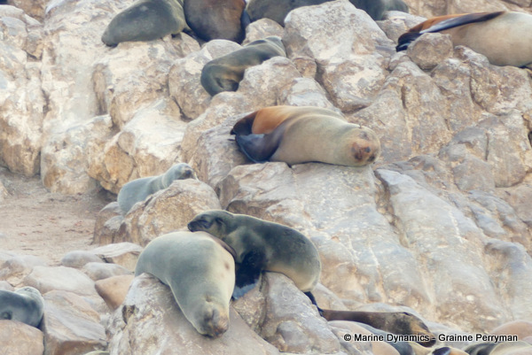 Cape fur seal, South Africa